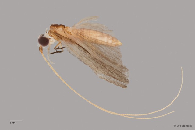 Dipseudopsidae sp. "ZRCBDP0026343/ ZRCBDP0024761" • © Lee Zhi Heng • All Rights Reserved