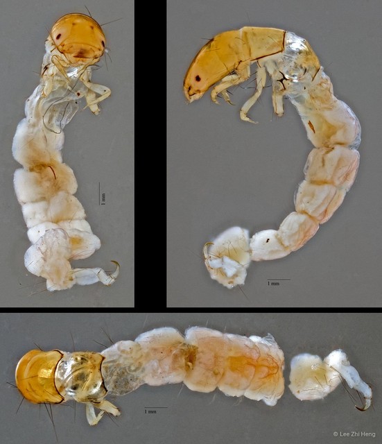 Ecnomidae sp. "ZRCBDP0013401/ ZRCBDP0007210"
