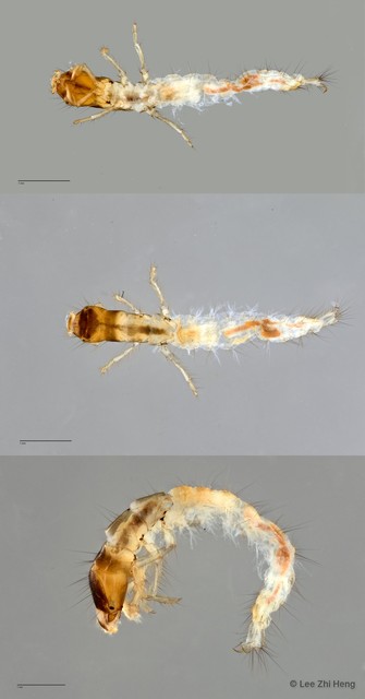 Ecnomidae sp. "ZRCBDP0024348" • © Lee Zhi Heng • All Rights Reserved