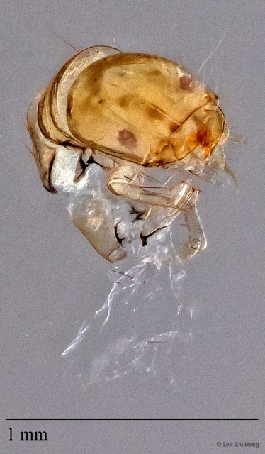 Ecnomidae sp. "ZRCBDP0024718" • © Lee Zhi Heng • All Rights Reserved