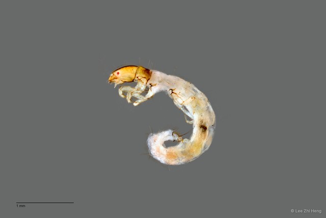Ecnomidae sp. "ZRCBDP0026285/ ZRCBDP0024596"