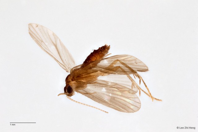 Ecnomidae sp. "ZRCBDP0026285/ ZRCBDP0024596" • © Lee Zhi Heng • All Rights Reserved