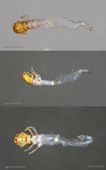 Ecnomidae sp. "ZRCBDP0026290/ ZRCBDP0024688" • © Lee Zhi Heng • All Rights Reserved