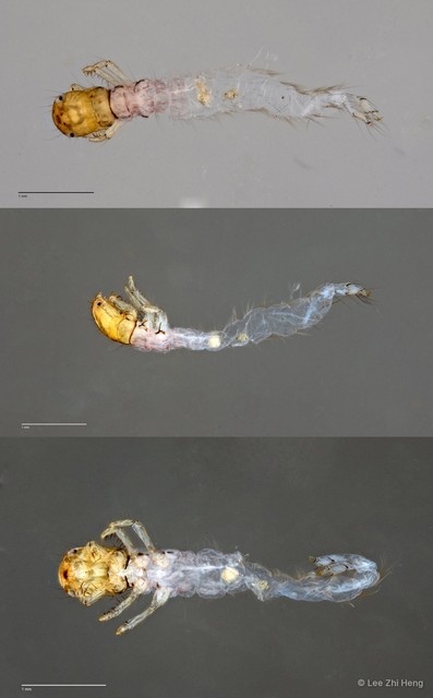Ecnomidae sp. "ZRCBDP0026290/ ZRCBDP0024688"