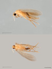 Ecnomidae sp. "ZRCBDP0026298"