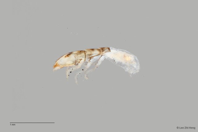 Ecnomidae sp. "ZRCBDP0026299/ ZRCBDP0024603"