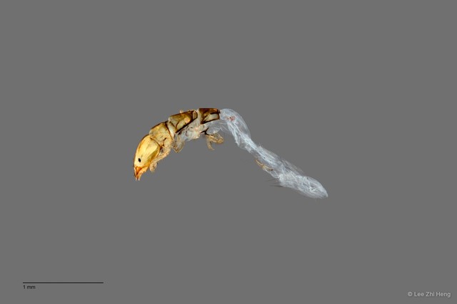 Ecnomidae sp. "ZRCBDP0026347/ ZRCBDP0024608"