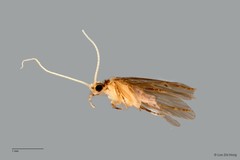 Ecnomidae sp. "ZRCBDP0026347/ ZRCBDP0024608" • © Lee Zhi Heng • All Rights Reserved