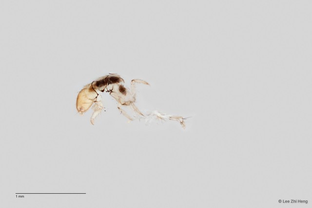 Ecnomidae sp. "ZRCBDP0026353/ ZRCBDP0024724"