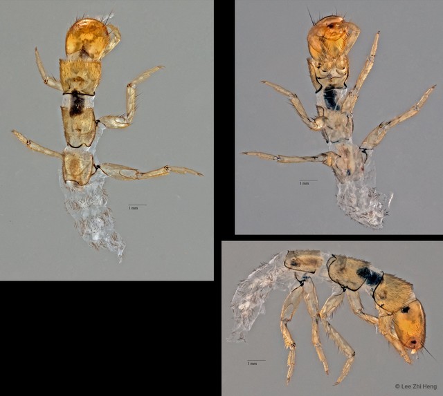 Ecnomidae sp. "ZRCBDP0026531/ ZRCBDP0024622"