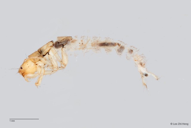 Hydropsychidae sp. "ZRCBDP0026276/ ZRCBDP0024599"