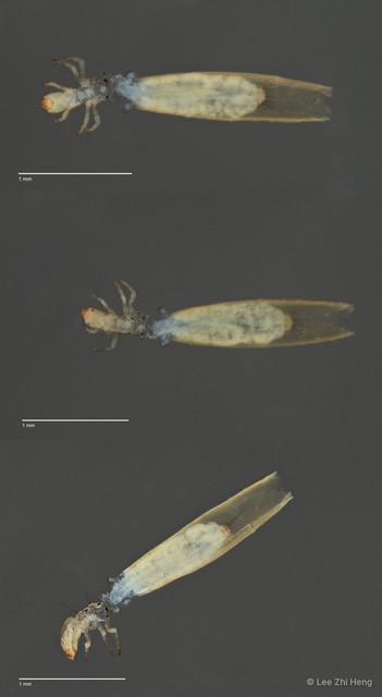 Hydroptilidae sp. "ZRCBDP0006977" • © Lee Zhi Heng • All Rights Reserved