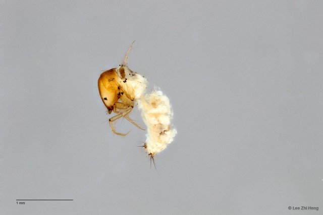 Hydroptilidae sp. "ZRCBDP0026284/ ZRCBDP0024663"