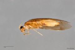 Hydroptilidae sp. "ZRCBDP0026284/ ZRCBDP0024663" • © Lee Zhi Heng • All Rights Reserved