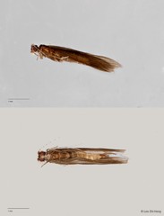 Hydroptilidae sp. "ZRCBDP0026554/ ZRCBDP0024660" • © Lee Zhi Heng • All Rights Reserved