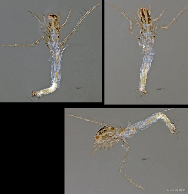 Leptoceridae sp. "ZRCBDP0024714" • © Lee Zhi Heng • All Rights Reserved