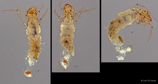 Leptoceridae sp. "ZRCBDP0024732" • © Lee Zhi Heng • All Rights Reserved