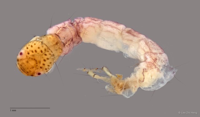Polycentropodidae sp. "ZRCBDP0013135" • © Lee Zhi Heng • All Rights Reserved