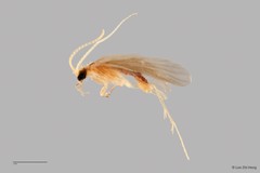 Polycentropodidae sp. "ZRCBDP0026294/ ZRCBDP0024695" • © Lee Zhi Heng • All Rights Reserved