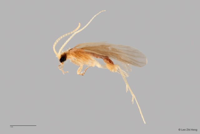 Polycentropodidae sp. "ZRCBDP0026294/ ZRCBDP0024695" • © Lee Zhi Heng • All Rights Reserved