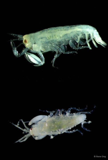 Amphipoda sp. "1" • © Rene Ong • All Rights Reserved