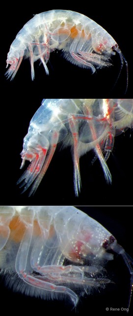 Amphipoda sp. "10" • © Rene Ong • All Rights Reserved