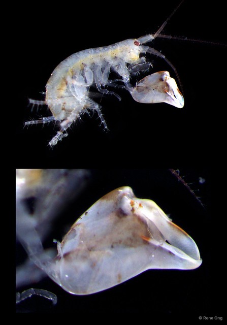 Amphipoda sp. "11" • © Rene Ong • All Rights Reserved