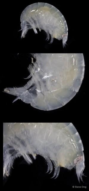 Amphipoda sp. "12" • © Rene Ong • All Rights Reserved