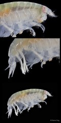 Amphipoda sp. "13"