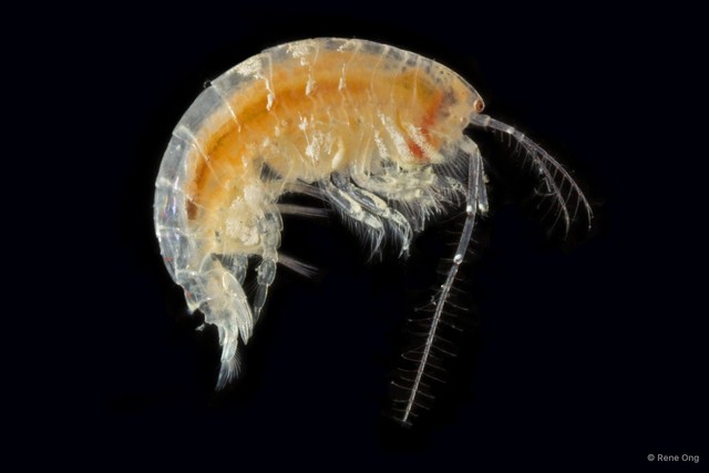 Amphipoda sp. "14" • © Rene Ong • All Rights Reserved