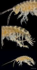 Amphipoda sp. "15"