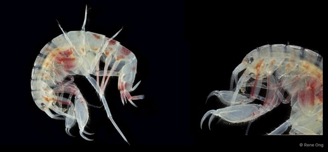 Amphipoda sp. "16" • © Rene Ong • All Rights Reserved