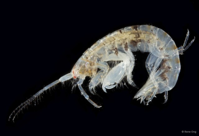 Amphipoda sp. "17" • © Rene Ong • All Rights Reserved