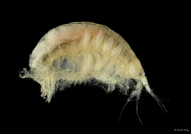 Amphipoda sp. "18" • © Rene Ong • All Rights Reserved