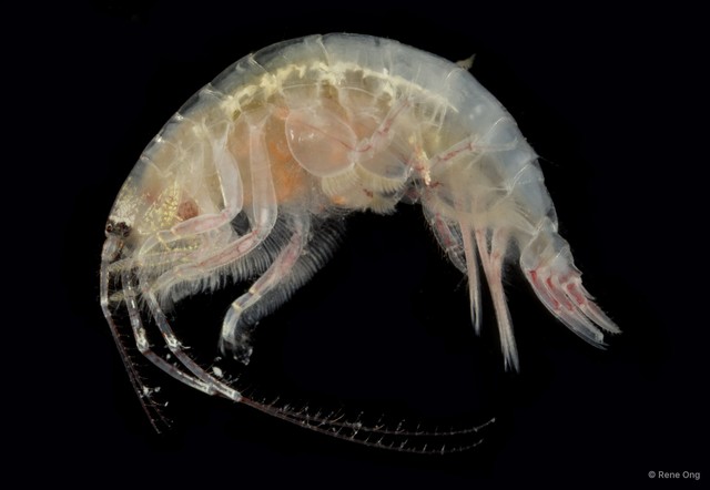 Amphipoda sp. "19" • © Rene Ong • All Rights Reserved