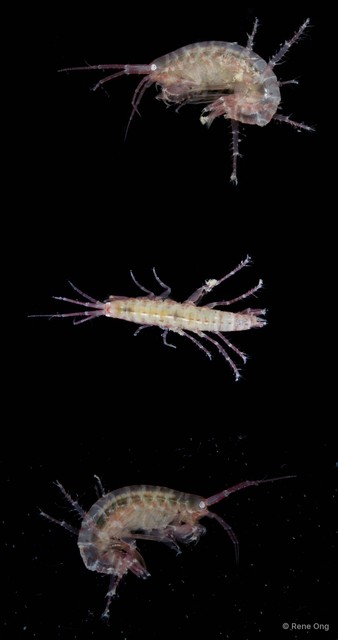 Amphipoda sp. "2" • © Rene Ong • All Rights Reserved