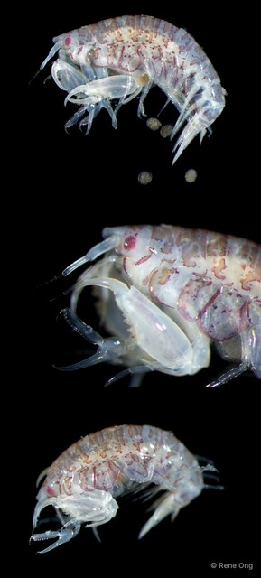Amphipoda sp. "21" • © Rene Ong • All Rights Reserved