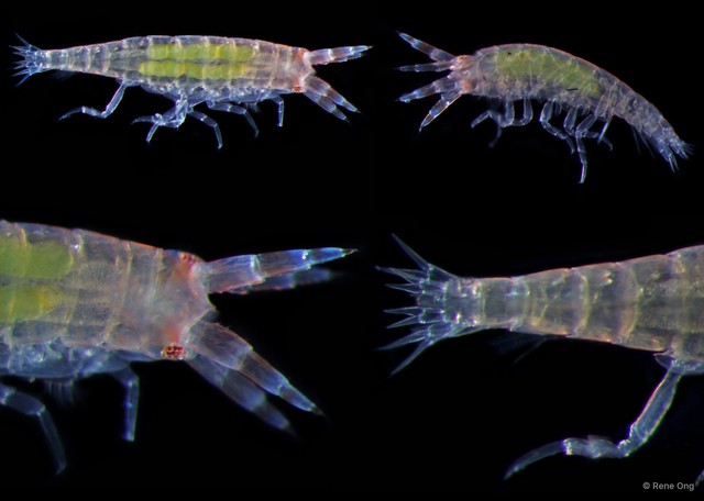 Amphipoda sp. "22" • © Rene Ong • All Rights Reserved