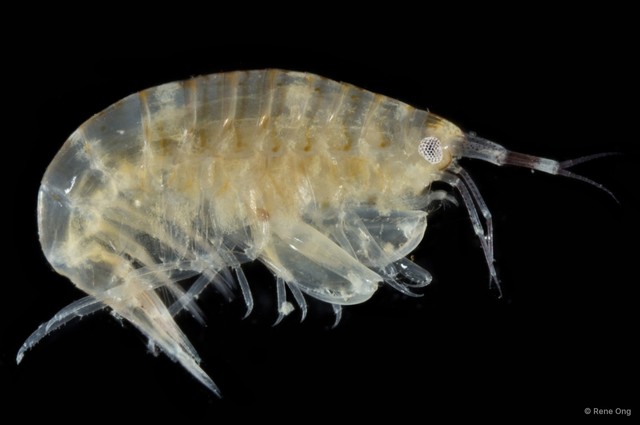 Amphipoda sp. "23" • © Rene Ong • All Rights Reserved