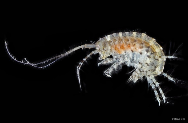 Amphipoda sp. "24" • © Rene Ong • All Rights Reserved