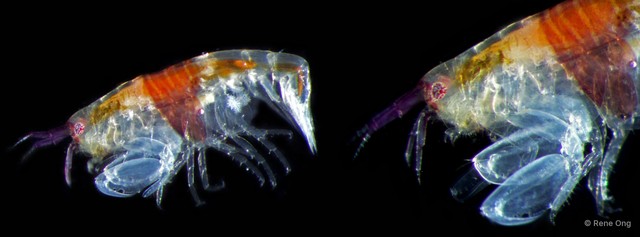Amphipoda sp. "25" • © Rene Ong • All Rights Reserved
