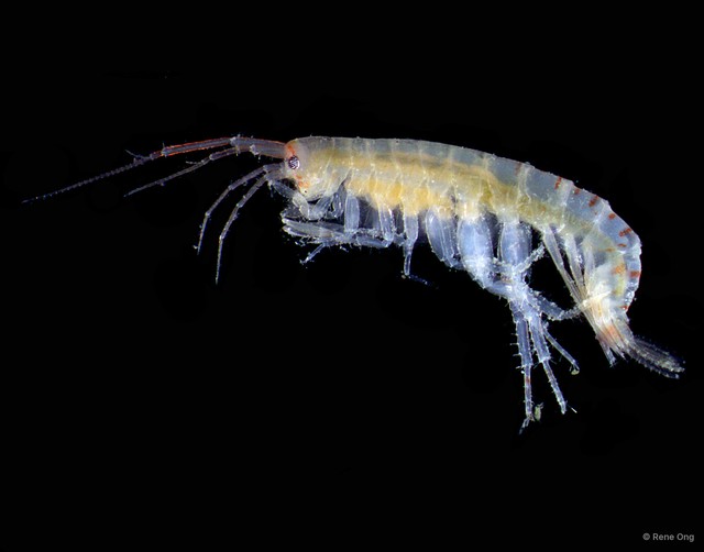 Amphipoda sp. "27" • © Rene Ong • All Rights Reserved