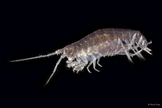 Amphipoda sp. "28" • © Rene Ong • All Rights Reserved