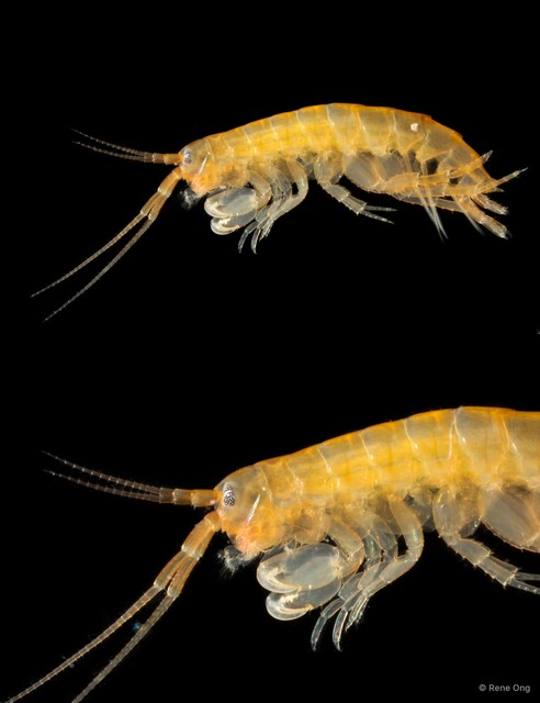 Amphipoda sp. "29" • © Rene Ong • All Rights Reserved