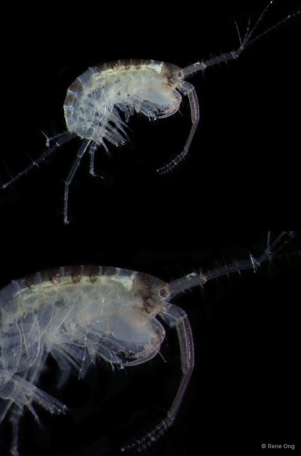 Amphipoda sp. "3" • © Rene Ong • All Rights Reserved