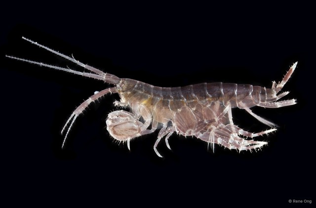 Amphipoda sp. "30" • © Rene Ong • All Rights Reserved