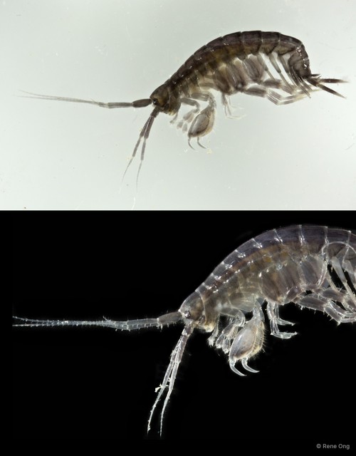 Amphipoda sp. "31" • © Rene Ong • All Rights Reserved