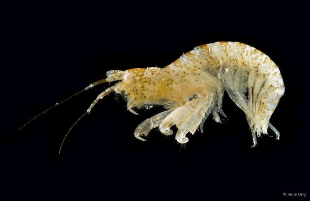 Amphipoda sp. "32" • © Rene Ong • All Rights Reserved