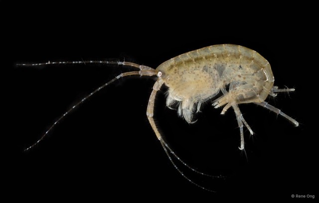 Amphipoda sp. "33" • © Rene Ong • All Rights Reserved