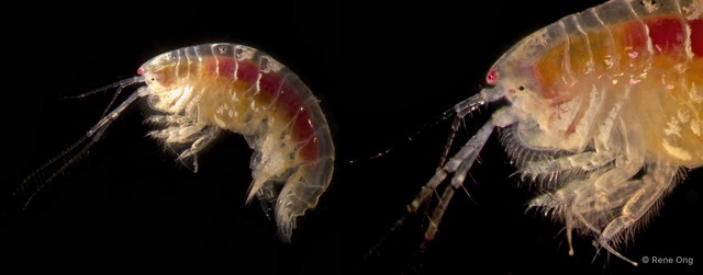 Amphipoda sp. "34" • © Rene Ong • All Rights Reserved
